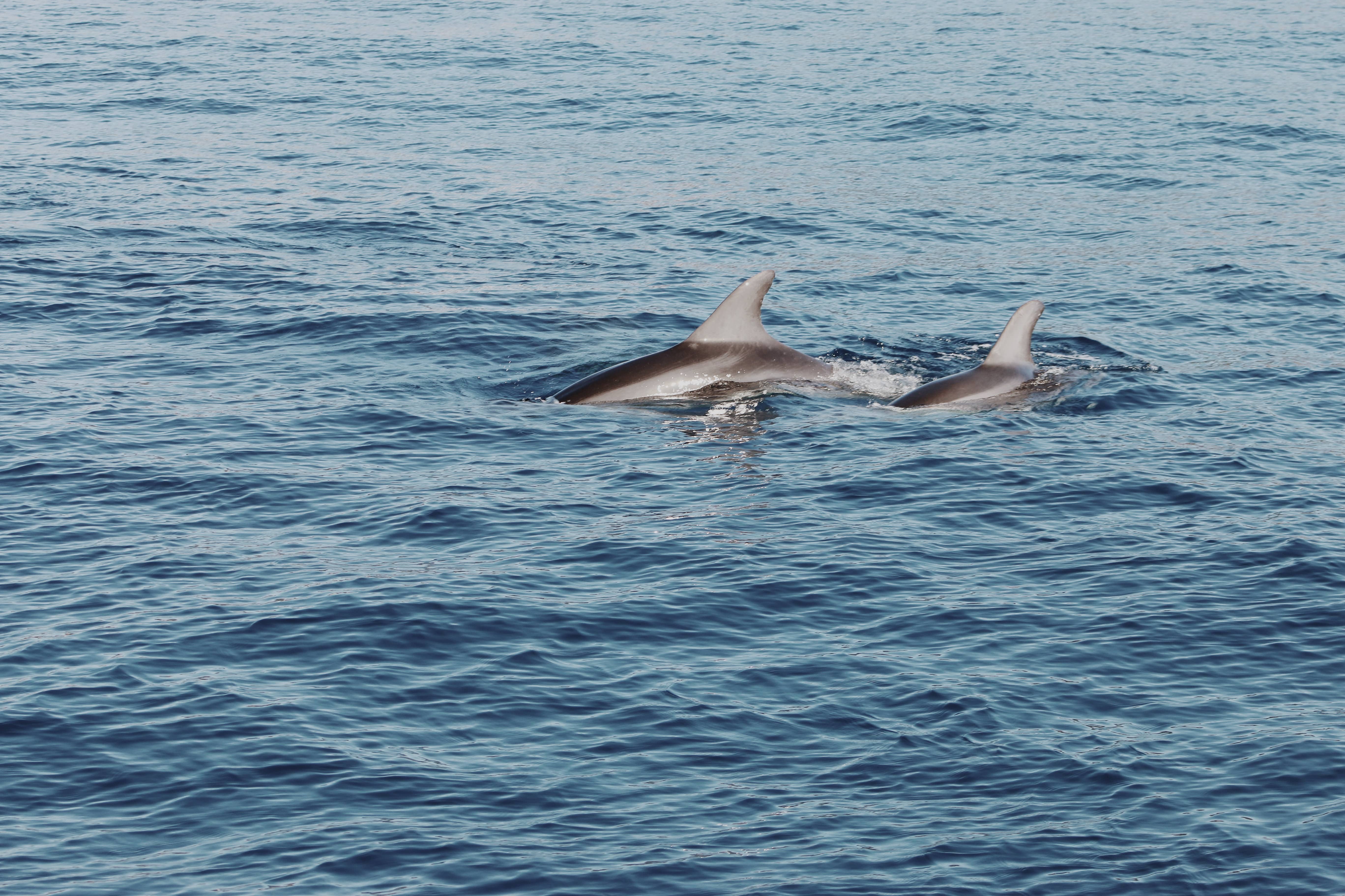Cuevas de Saona, Formentera